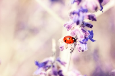 红色和黑色七斑瓢虫栖息在紫色花瓣的花上选择性聚焦摄影